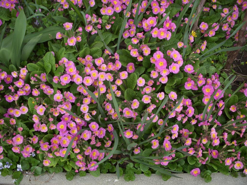 Garden Szivarvany Utcai Vendeghaz Szeged Rum bild